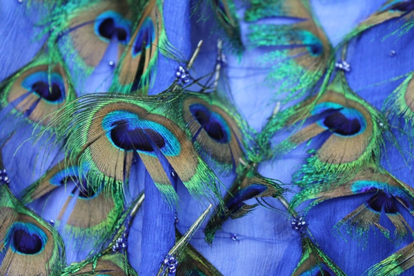 Peacock Feathers on Blue Silk Chiffon