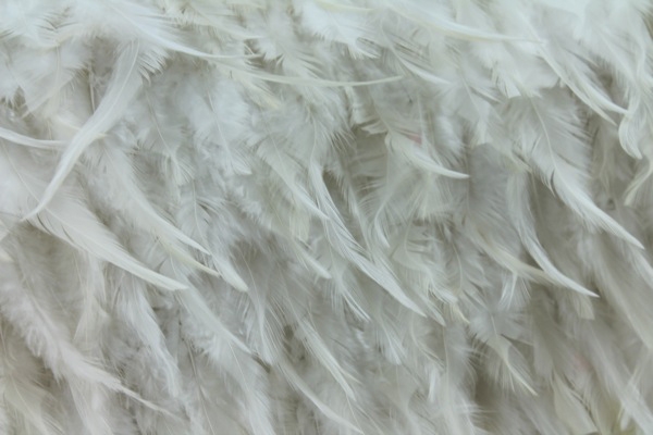 Ivory (Natural) Feathers on Silk Chiffon