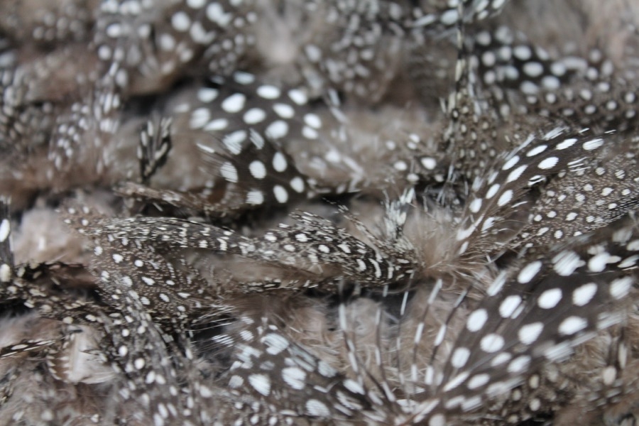 Guinea Fowl Feathers on Silk Chiffon