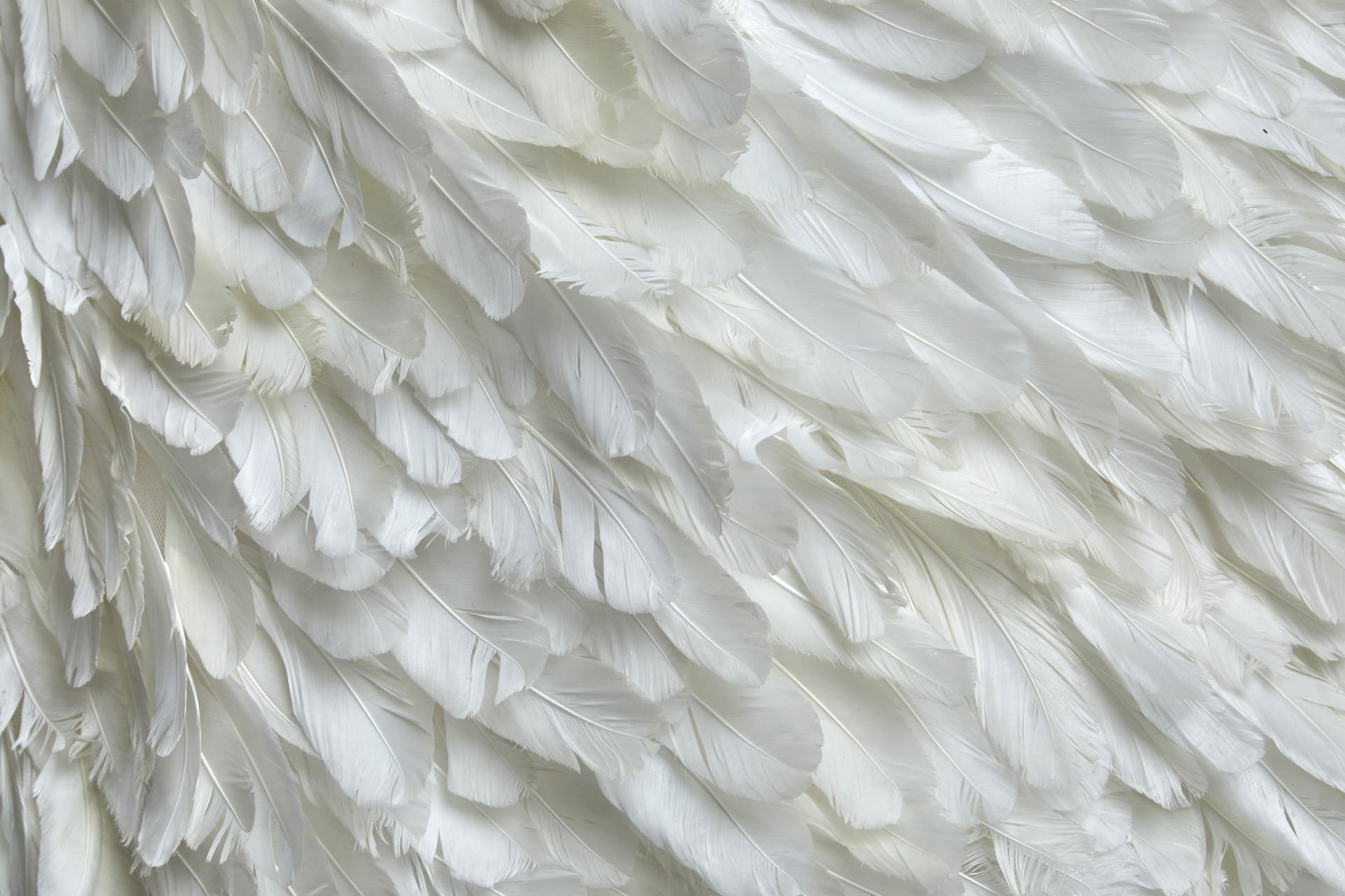 Diagonal Ivory Goose Feather on Tulle fabric