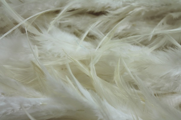 Ivory (Natural) Feathers on Silk Chiffon fabric, image 6 of 7