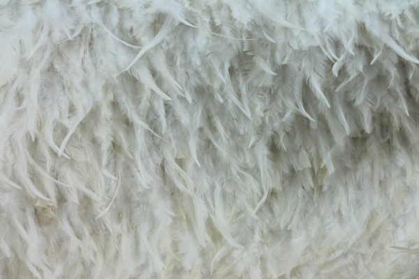 Ivory (Natural) Feathers on Silk Chiffon fabric, image 3 of 7
