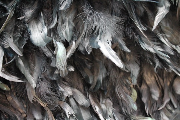 Black Feathers on Silk Chiffon fabric