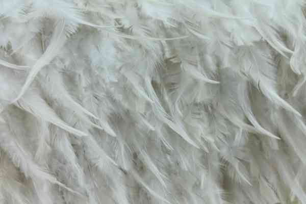 White Feathers in Plexi, 121-S692