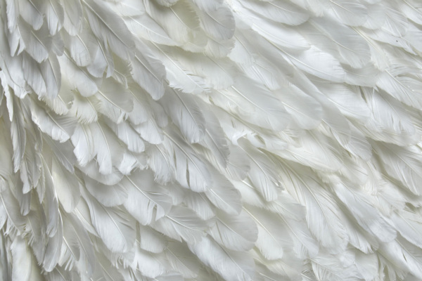 Diagonal Ivory Goose Feather on Tulle fabric
