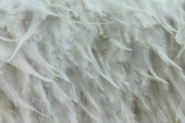 Ivory (Natural) Feathers on Silk Chiffon fabric